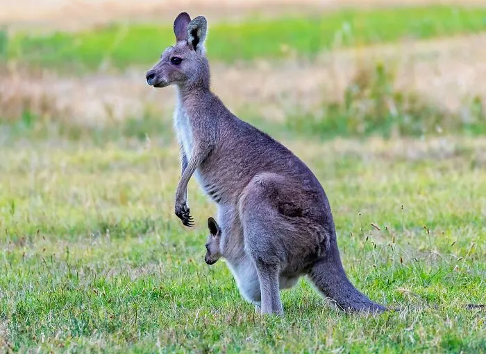 Klokan v tráve s mláďaťom vo vaku, príroda, oddych, austrálska fauna, divoká zver.