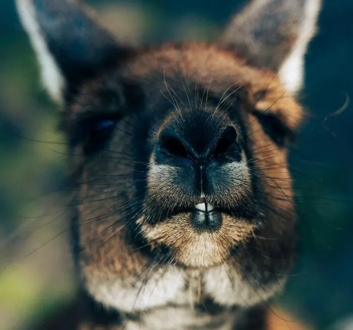 Kangaroo v detailnom zábere, ukazujúci zvedavý výraz a nos s jemnými fúzikmi.