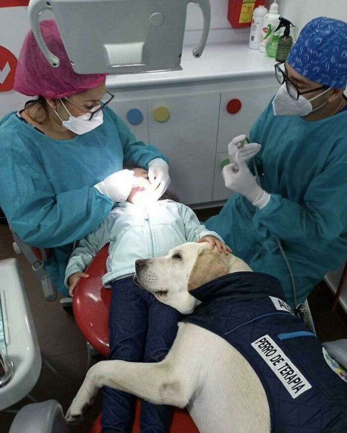 Dieťa u zubára s terapeutickým psom na kolenách, zatiaľ čo dvaja zubári vykonávajú kontrolu ústnej dutiny.