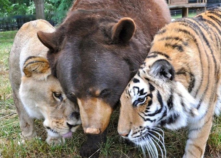Lev, medveď a tiger sú priateľmi, spolu sa túlia na lúke v prírode.