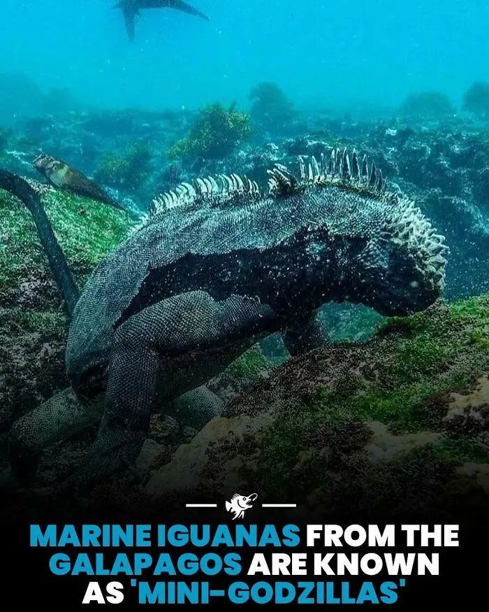 Morská iguana z Galapág pod vodou, známa ako mini-Godzilla, pláva medzi skalami a riasami.