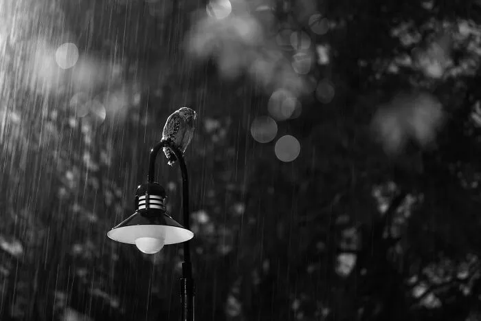 Vták na pouličnej lampe počas dažďa, čiernobiela fotografia zachytávajúca melancholickú atmosféru prírody.