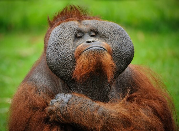 Orangutan v prírode, pokojne sediaci na tráve so zamysleným výrazom tváre.