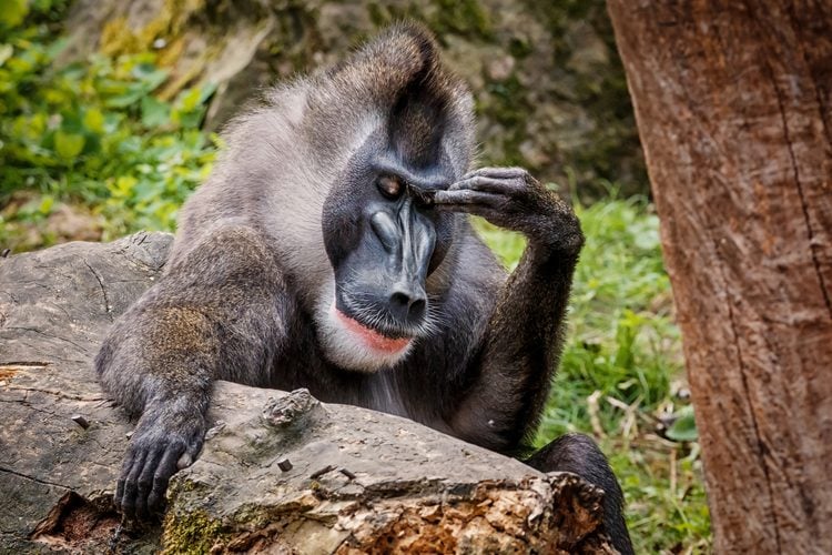 Mandril sediaci na skale v parku s rukou pri hlave, obklopený zeleným prostredím.