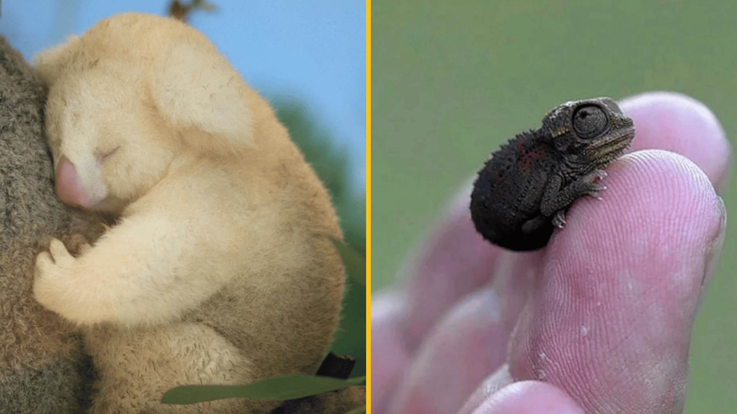 Biely koala mláďa spí na vetve; mini chameleón na prste.