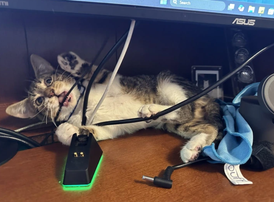 Mačka leží pod monitorom medzi káblami na pracovnom stole.