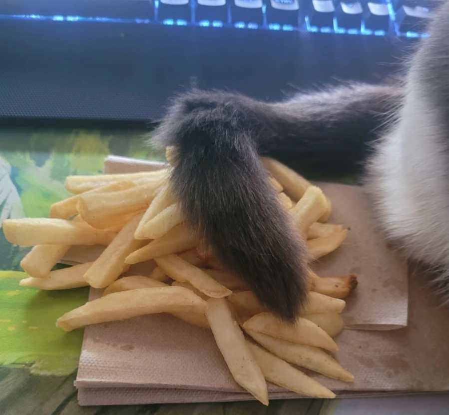 Mačací chvost leží cez hranolky na obrúsku vedľa klávesnice.