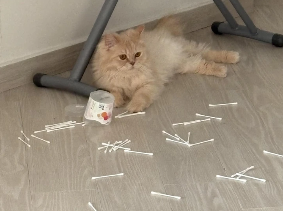 Svetlá huňatá mačka leží pri rozsypaných vatových tyčinkách a poháriku.