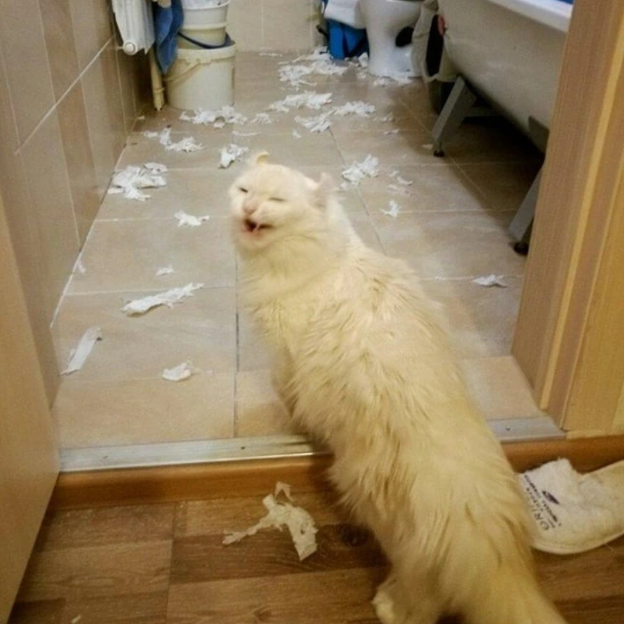 Biela huňatá mačka stojí vo dverách kúpeľne pri roztrhanom papieri.