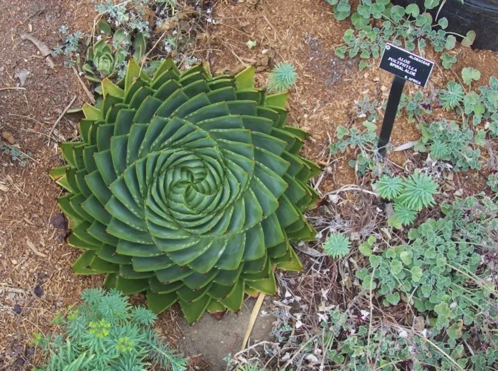 Špirálovitý tvar sukulentu Aloe polyphylla v záhrade, obklopený pôdou a menšími rastlinami.
