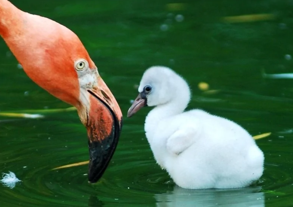 Flamingo a mláďa na vode, pohľad na zblíženie v prírodnom prostredí.