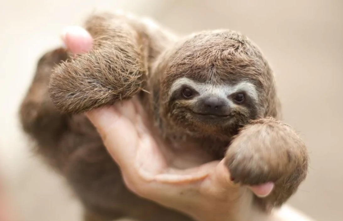 Roztomilé mláďa leňochoda na ruke, pokojne pozerá do kamery.