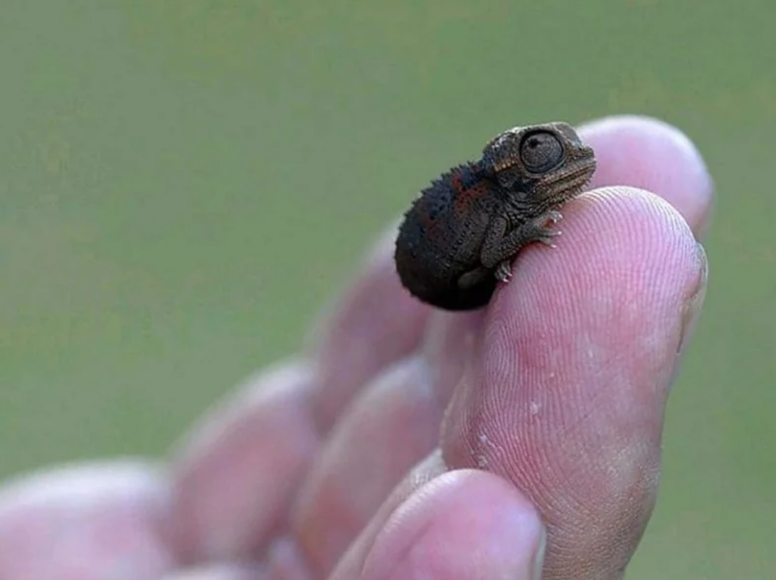 Maličký chameleón sediaci na prste, pôsobivý detail prírody a jemnej rovnováhy zvieracieho sveta.