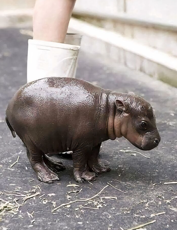 Mladý hrošík stojí na zemi vedľa človeka v bielych gumákoch v zoo.