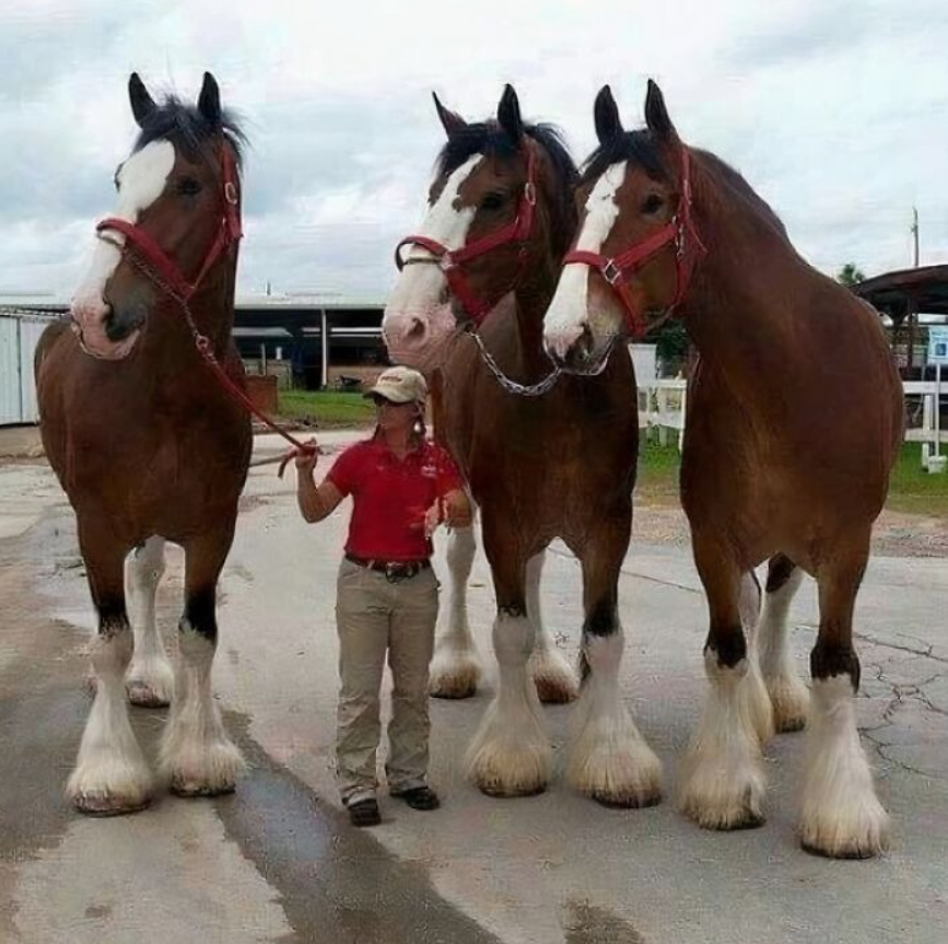 Osoba s vedie tri veľké kone plemena Clydesdale na farme, obloha je oblačná.