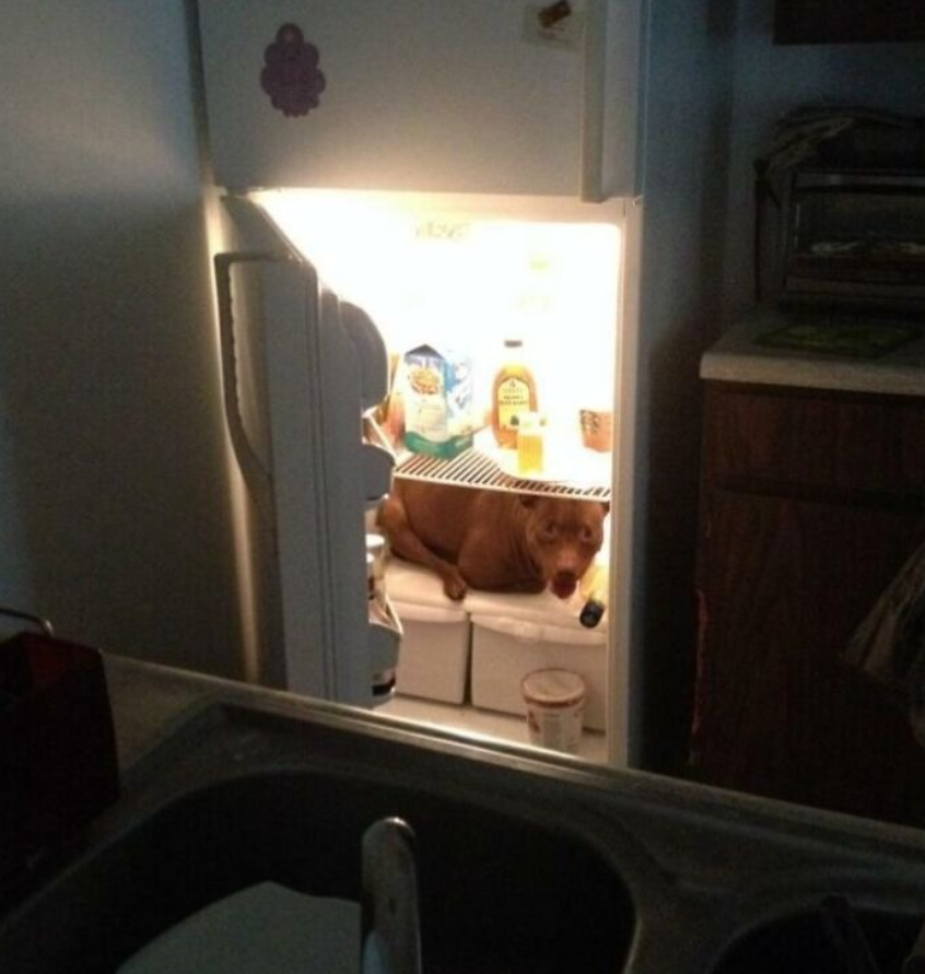 Chladnička otvorená, pes leží vo vnútri medzi potravinami. Neobvyklé miesto na relaxáciu domáceho miláčika.