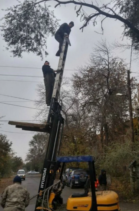 Muži na rebríku rezajú konáre stromu pomocou vysokozdvižného vozíka na ceste v jesennom prostredí.
