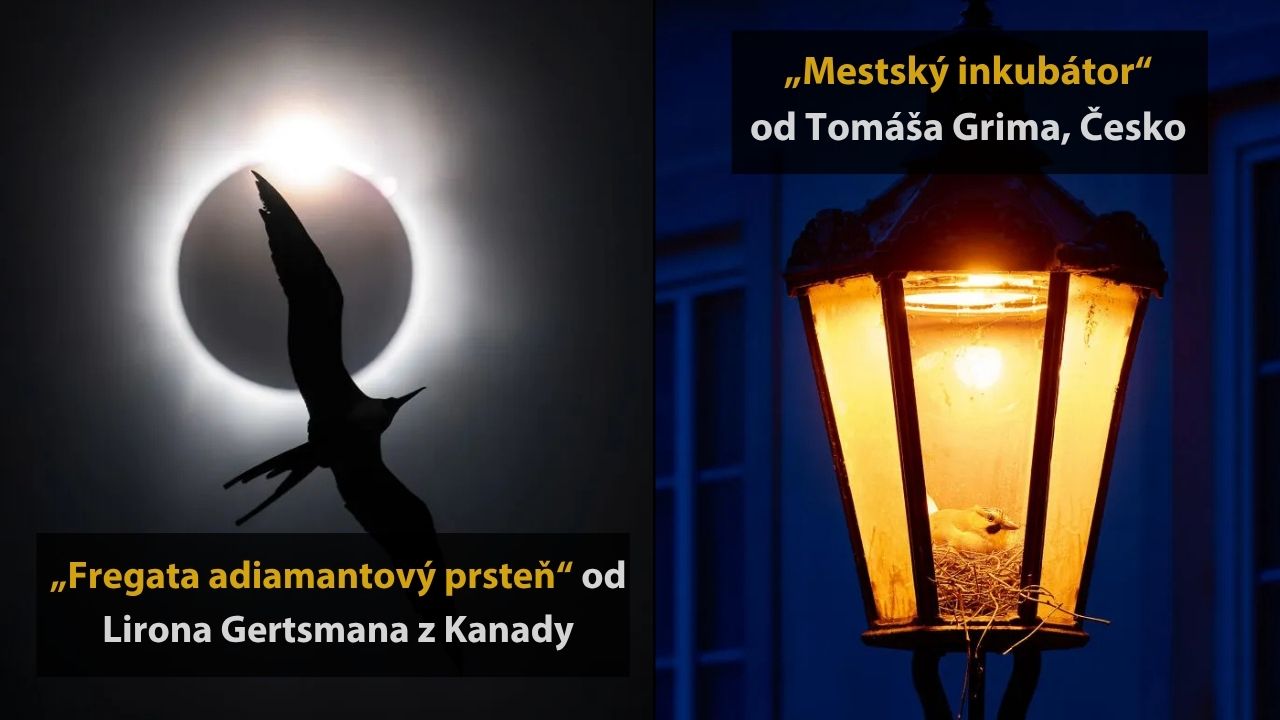 Zatmenie slnka s letiacim vtákom a svietidlo s hniezdom vtákov ilustrujú estetiku prírody a urbanizmu.
