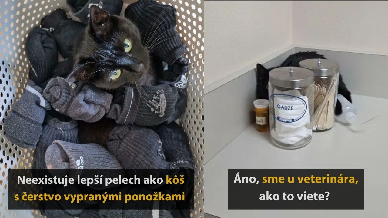 Čierna mačka leží v koši s ponožkami vedľa lekárskych pomôcok. Veľký kontrast miest: útulný vs. sterilný.