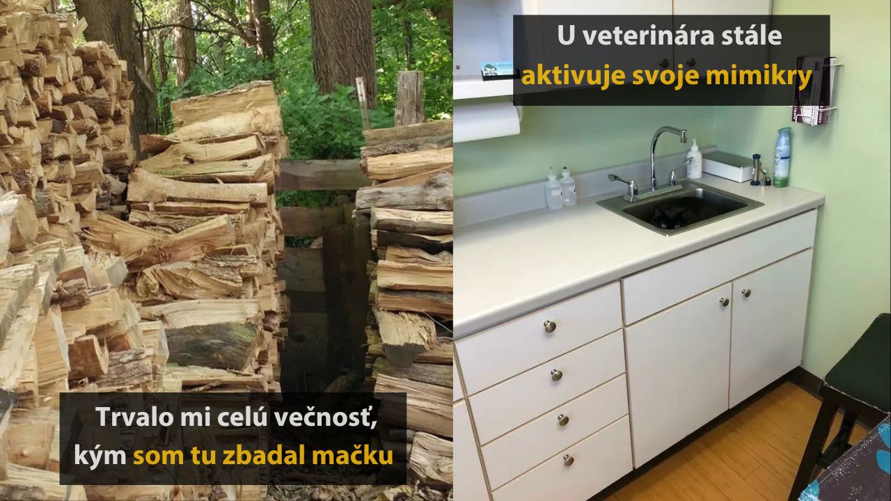 Drevené kopy a mačka v umývadle; ľahké maskovanie v lese aj u veterinára.