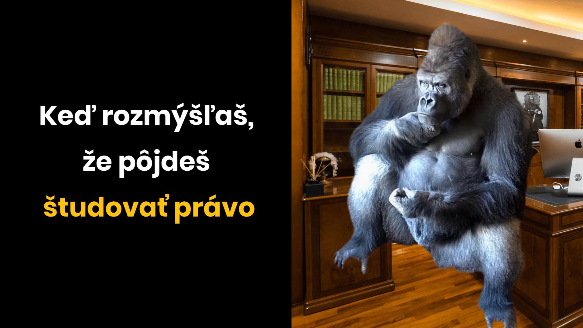 Gorila premýšľajúca v študovni, nápis: Keď rozmýšľaš, že pôjdeš študovať právo.