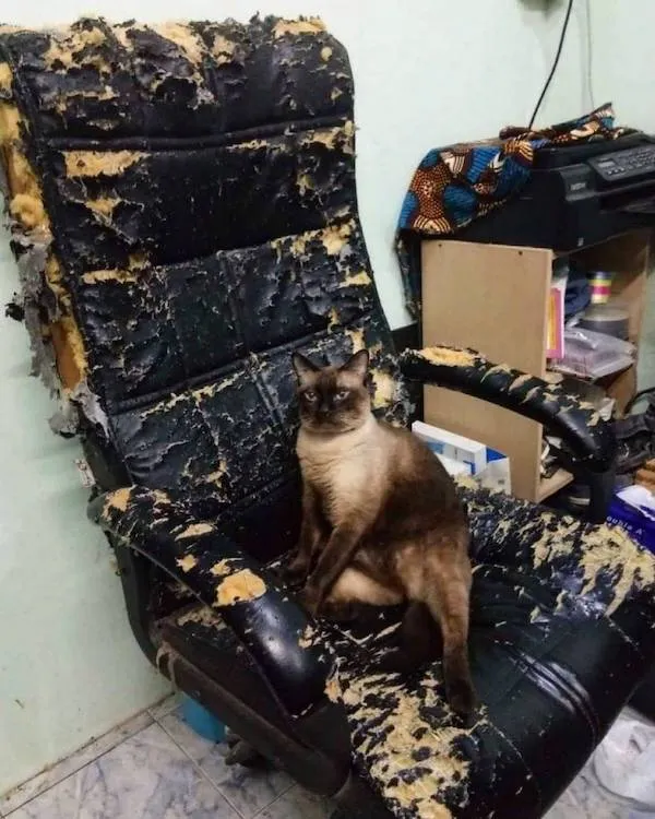 Mačka sedí na zničenom čiernom kresle v miestnosti so škrabancami na povrchu.
