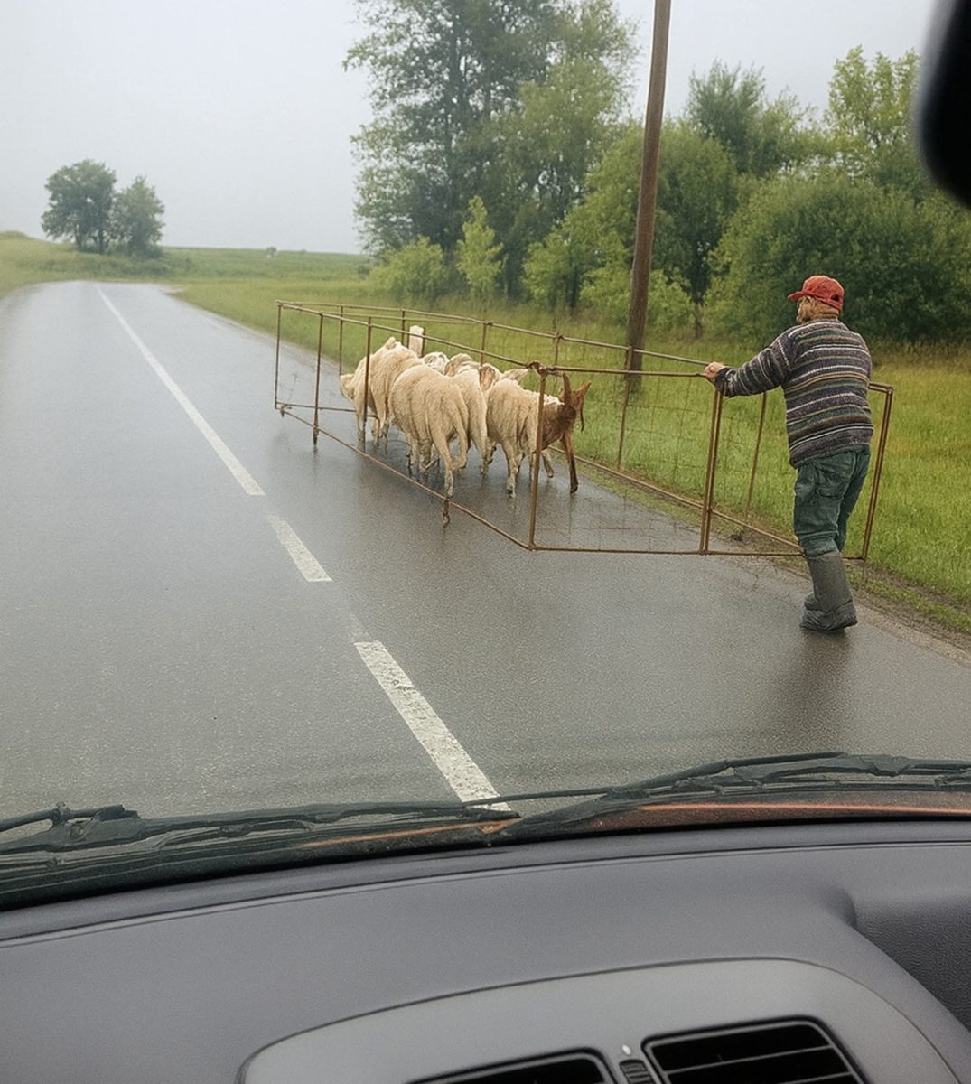 Človek vedie ovcu obklopenú obdĺžnikovým kovovým rámom.