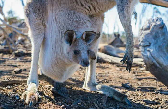 Kengura so svojím mláďaťom v bezpečí vaku, stojaca na suchej zemi v prirodzenom austrálskom prostredí.