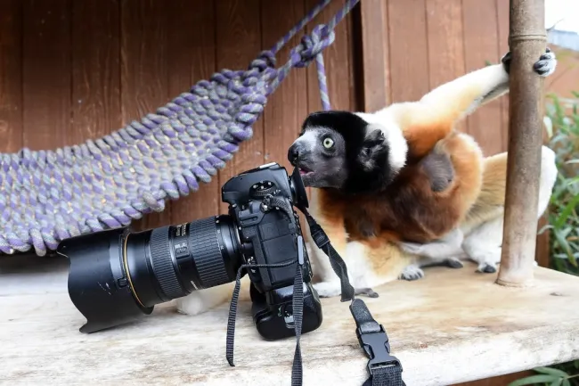 Lemur skúma fotoaparát na drevenej plošine v blízkosti lanovej hojdačky.