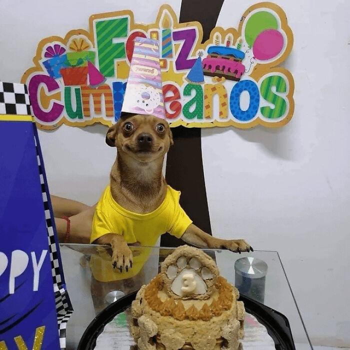 Pes v klobúku na narodeninovej oslave s tortou, španielsky nápis Feliz Cumpleaños v pozadí.