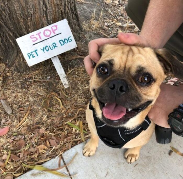 Veselý psík na vodítku je hladkaný, vedľa je tabuľa s nápisom STOP PET YOUR DOG. Šťastné chvíle vonku.