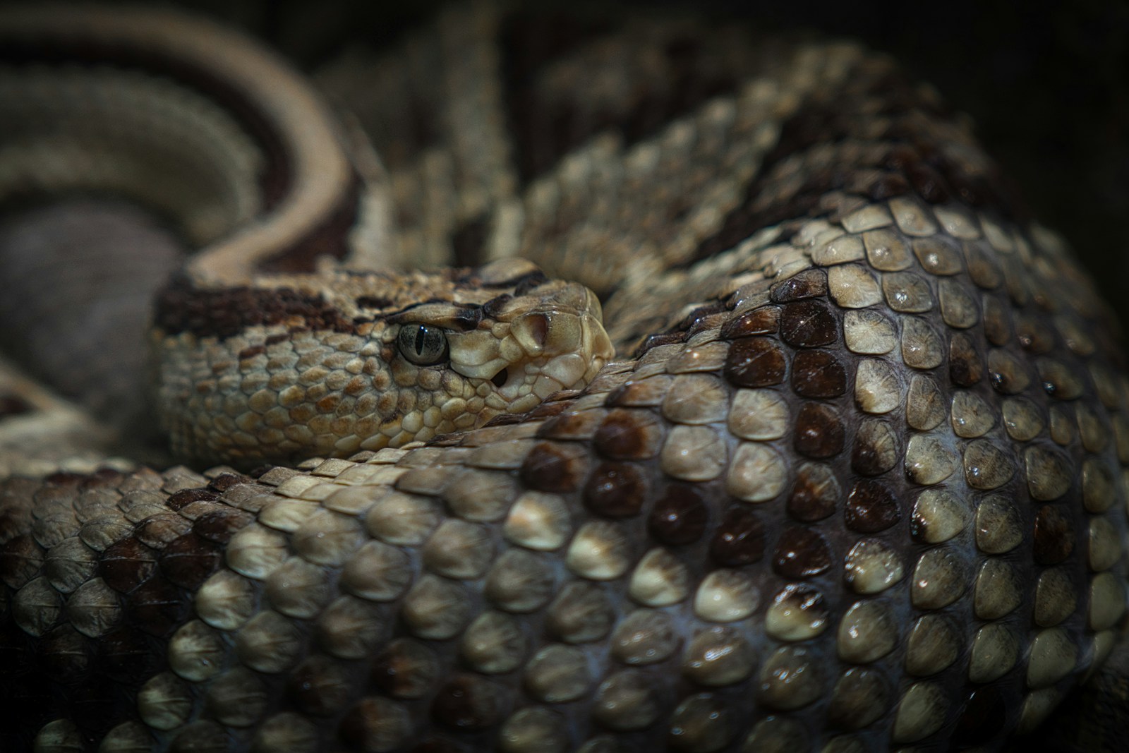 a close up of a snake on a black background