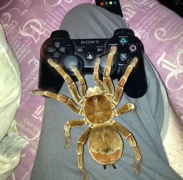 Veľký pavúk pri hernej konzole na kolenách, vzbudzujúci záujem o netradičné domáce zvieratá a gaming.