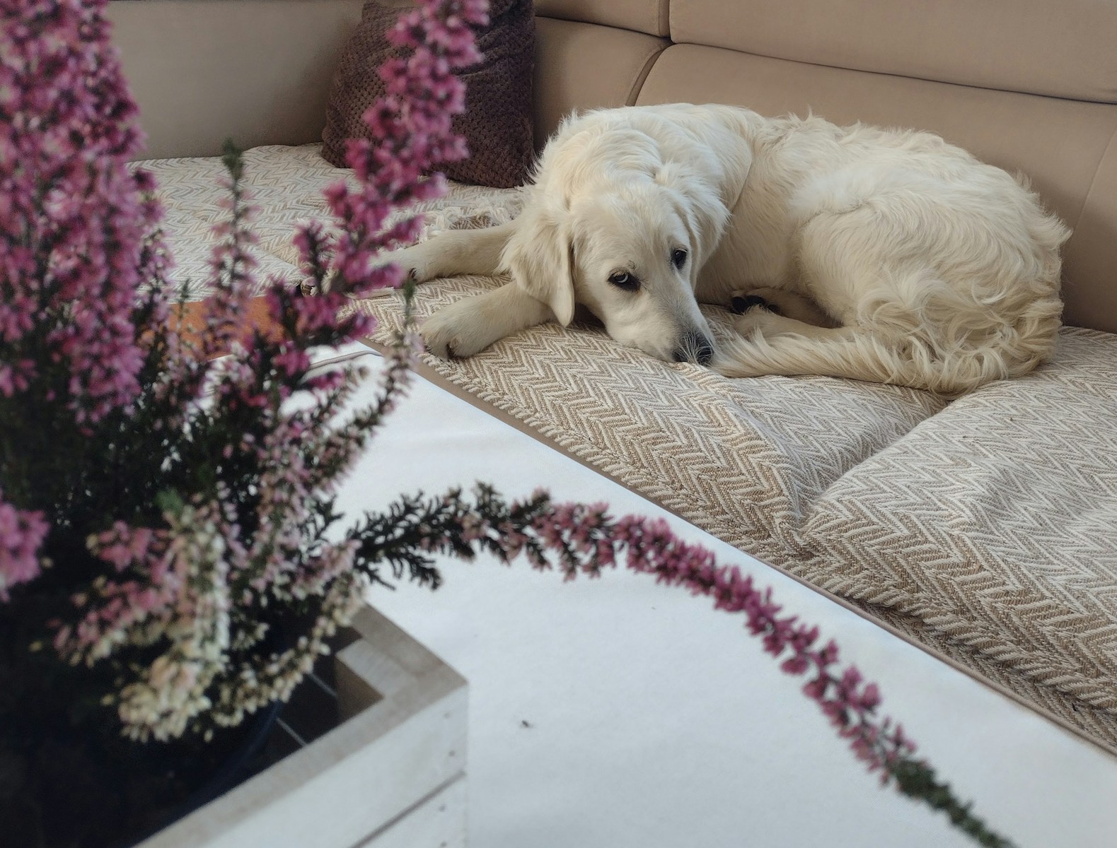 A white dog laying on top of a couch