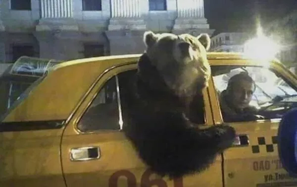 Medveď vykukuje z okna žltého taxíka v noci, zatiaľ čo vodič sedí na mieste šoféra, scénka z ulice.