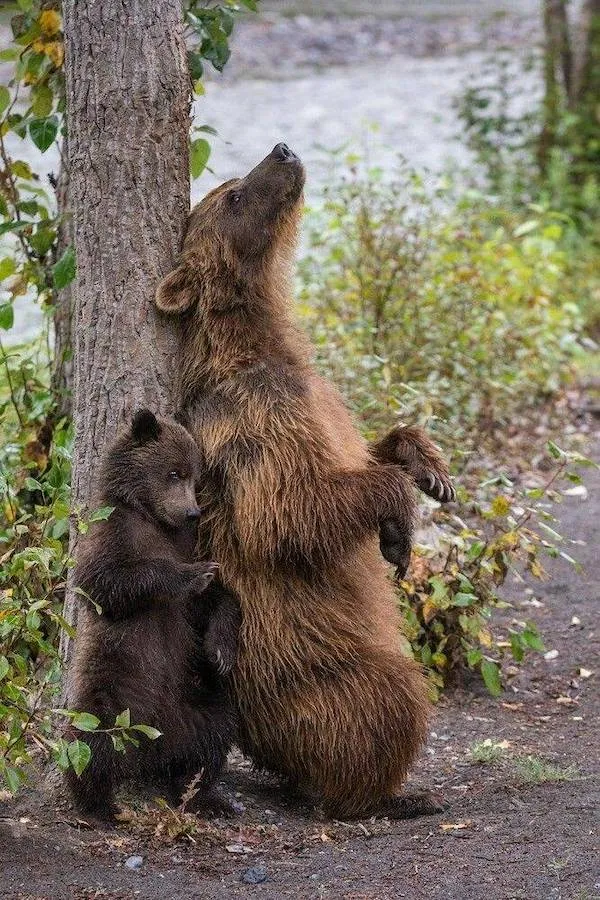 Medvedia mama a mláďa odpočívajúce pri strome v lese, relaxujú v prírodnom prostredí.