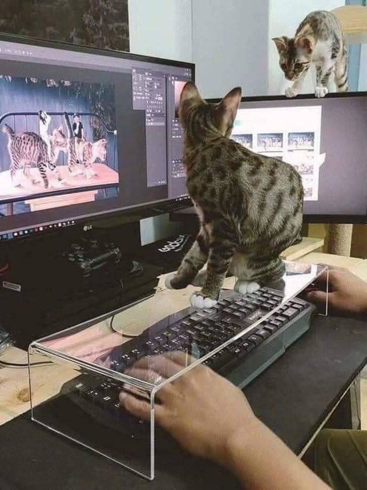 Mačky pomáhajú pri práci na počítači, jedna sedí na klávesnici, druhá skúma monitor zhora.