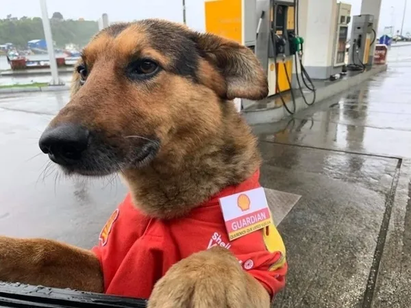 Pes v červenej uniforme pri čerpacej stanici Shell na daždivý deň, s odznakom Guardian.