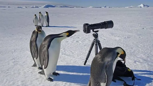 Tučniaky skúmajú fotografickú kameru na ľadovej pláni v Antarktíde.