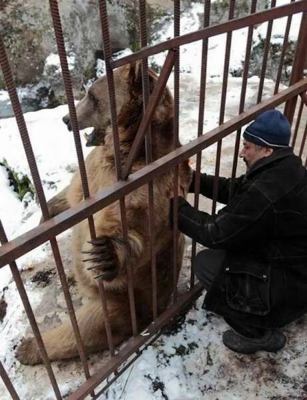 Muž kŕmi medveďa cez mreže v zimnom prostredí v zoo.