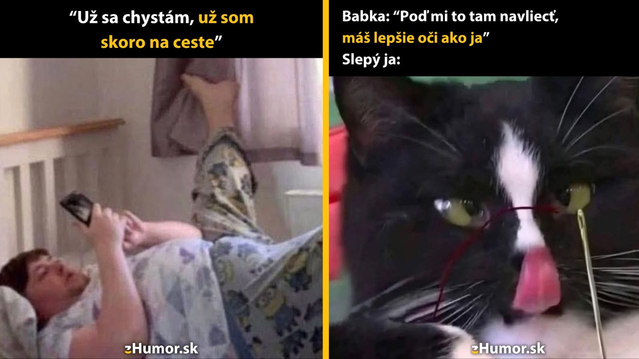 Osoba v posteli s telefónom a vtipná fotka mačky s okuliarmi a ihlou.