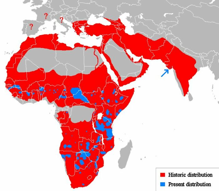 Mapa Afriky a Blízkeho východu zobrazujúca historické (červené) a súčasné (modré) rozšírenie určitého druhu.