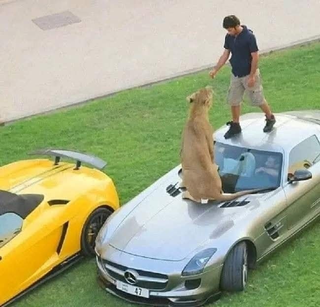 Levom na kapote striebornej športovej auta s mužom na streche a žltým autom vedľa, na zelenom trávniku.