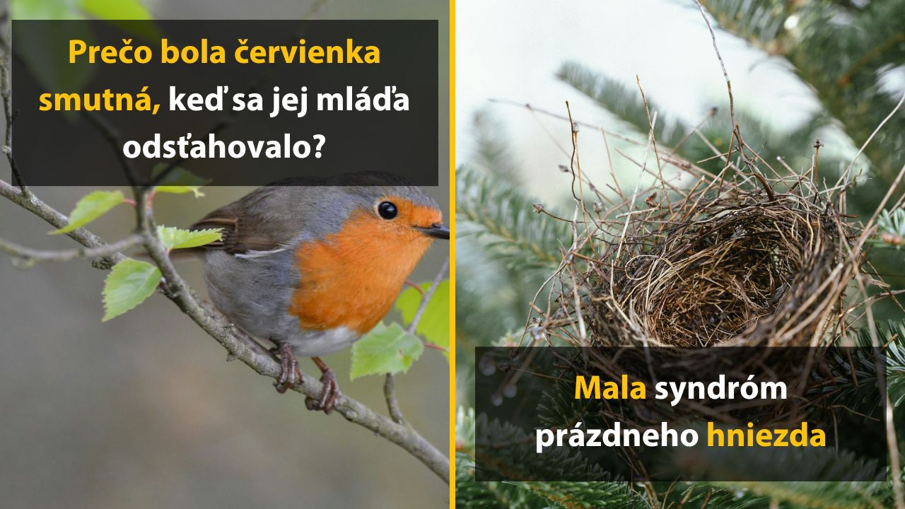 Červienka sedí na vetve vedľa prázdneho hniezda, symbolizujúceho opustenie mláďat.