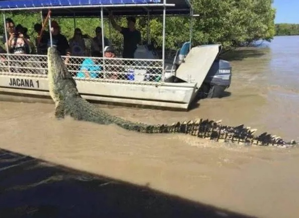 Loď s turistami pozoruje veľkého krokodíla vo vode v prírodnej rezervácii.