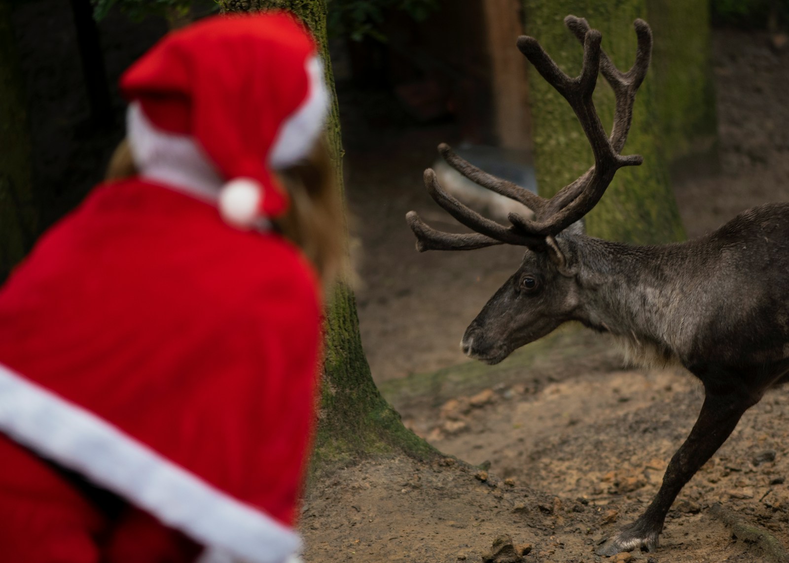 a person dressed as santa claus looking at a reindeer
