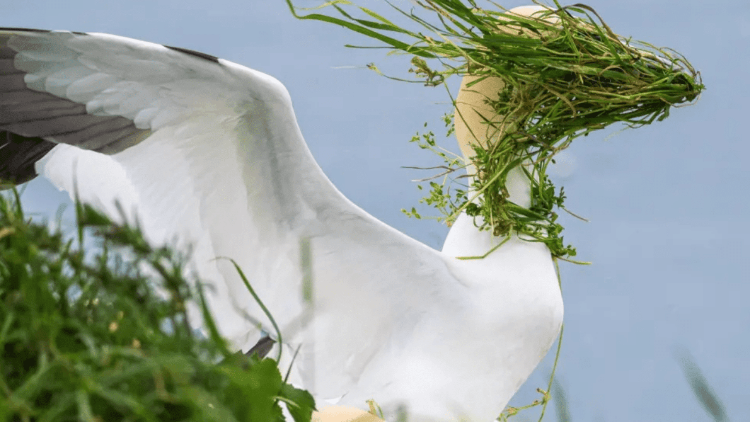 Najvtipnejšie fotografie zvierat z Comedy Wildlife Awards 2025
