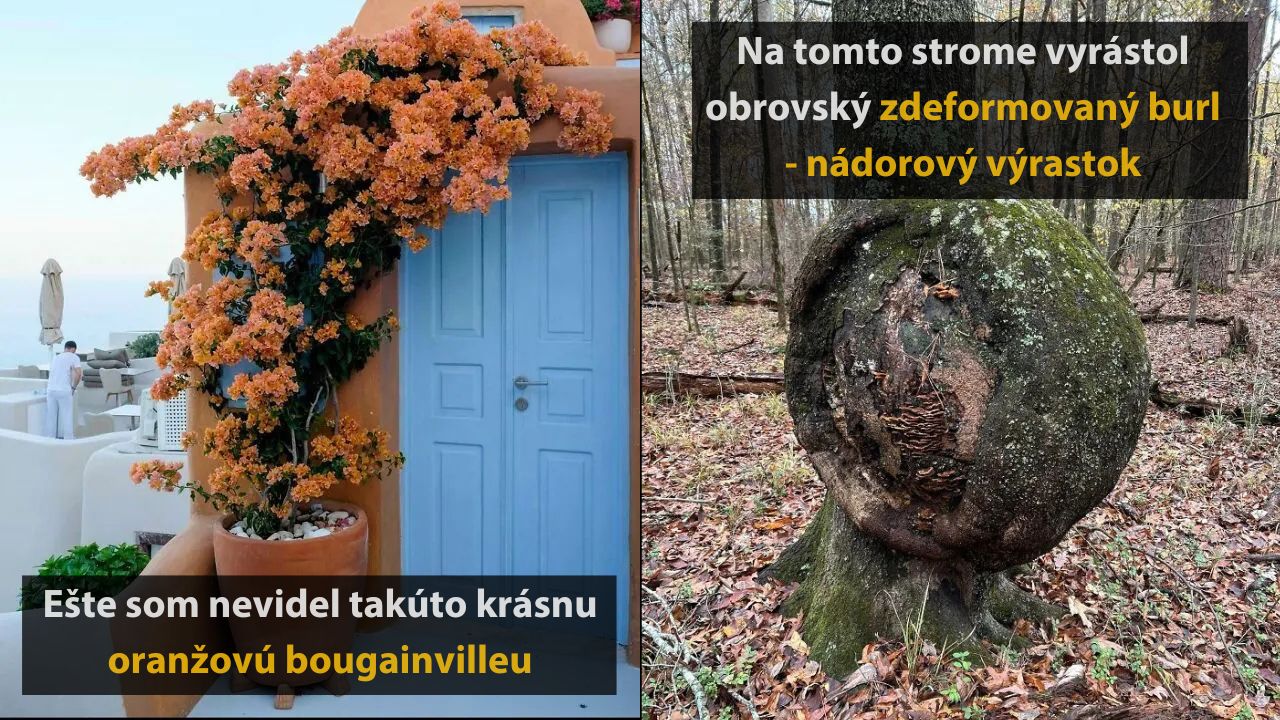 10 krásnych a jedinečných kvetov, ktoré ste pravdepodobne nikdy nevideli, 2.časť