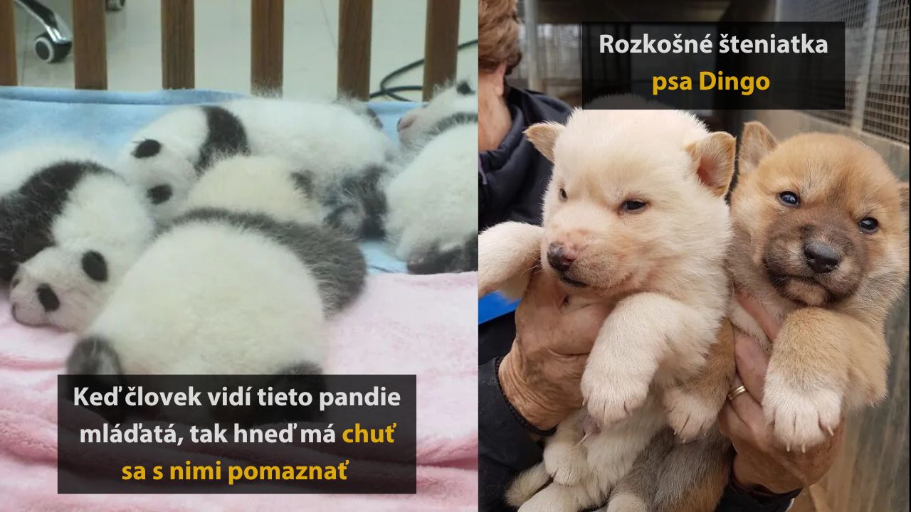 Najroztomilejšie mláďatá zvierat, ktoré musíte vidieť, 3.časť
