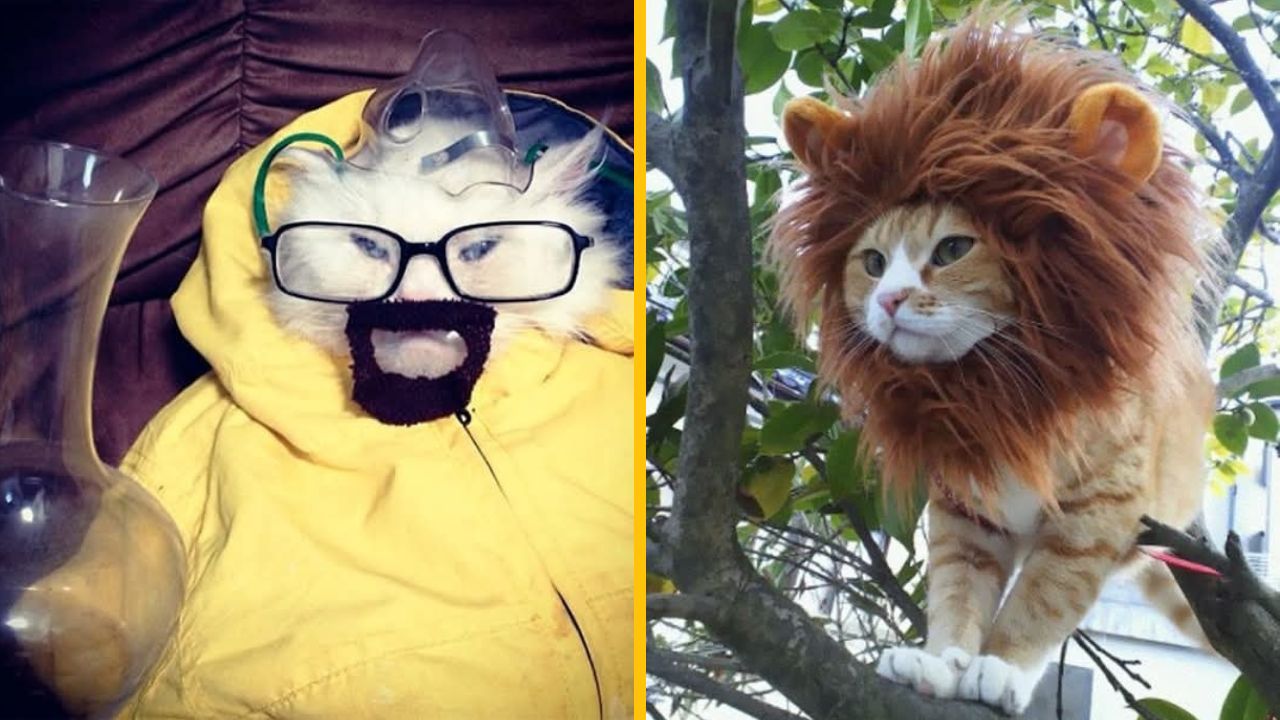 10 mačacích Halloween kostýmov, ktoré si zaslúžia pozornosť